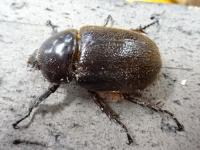 【WF1】ヒルタスヘラヅノカブト幼虫　3頭セット