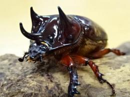 ヒルタスミツノカブト幼虫　3頭セット