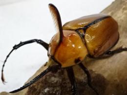 ゴロファポルテリ幼虫　3頭セット