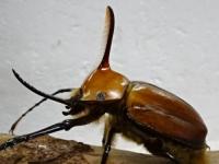 ゴロファポルテリ幼虫　3頭セット
