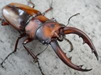 トカラノコギリクワガタペア