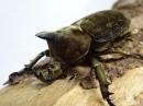 【WF1】ベルティペスエボシヒナカブト(コフキカブト)幼虫　3頭セット