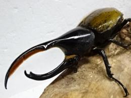 【F3】ヘラクレスパスコアリ幼虫　3頭セット