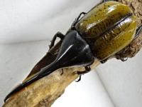 【F3】ヘラクレスパスコアリ幼虫　3頭セット