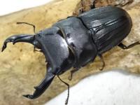 スジブトヒラタクワガタ幼虫　3頭セット