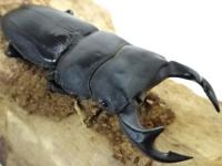 タイワンオオクワガタペア