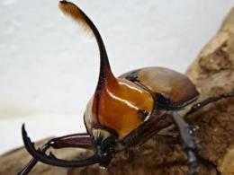 ゴロファアエギオン幼虫　3頭セット