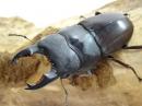 【WF1】【ミンダナオ産】タウルスヒラタクワガタ(cribriceps)幼虫　3頭セット