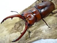 アスタコイデスノコギリクワガタ(fraternus)ペア