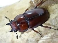 アスタコイデスノコギリクワガタ(fraternus)ペア
