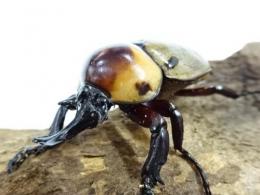 【WF1】ヨツボシヒナカブト幼虫