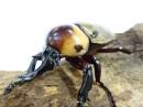 【WF1】ヨツボシヒナカブト幼虫
