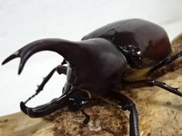 【WF1】フローレンシスニセヒメカブト幼虫　3頭セット