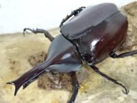 【WF1】フローレンシスニセヒメカブト幼虫　3頭セット
