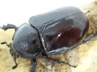 【WF1】フローレンシスニセヒメカブト幼虫　3頭セット