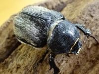 テルシテスヒメゾウカブト(ケブカヒメゾウカブト)ペア