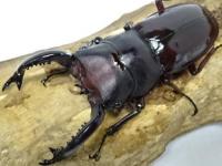 【WF1】フォルスターフタマタクワガタ(原名亜種)幼虫　3頭セット