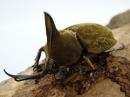 【WF1】オハウスエボシヒナカブト(オハウスビロードヒナカブト)幼虫　3頭セット