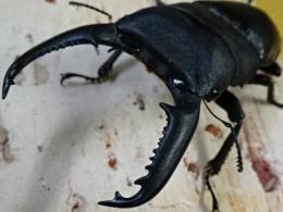 パラワンオオヒラタクワガタペア