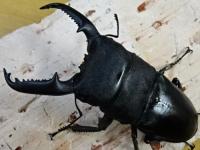 パラワンオオヒラタクワガタペア
