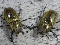 ルニフェルミヤマクワガタ(1♂2♀トリオ)