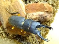 【超レア種】【WF1】フェモラトゥスホソクワガタ幼虫　3頭セット