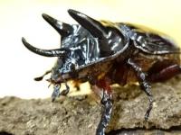 スリナムミツノカブト幼虫　6頭セット