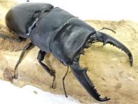 パラワンオオヒラタクワガタペア
