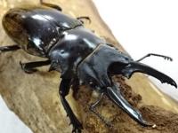 【WF1】ダールマンツヤクワガタ(原名亜種)幼虫　3頭セット