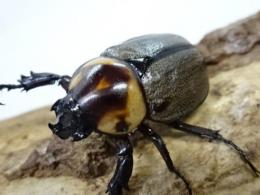 ヨツボシヒナカブトペア(♂♀褐色紋タイプ)