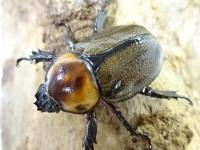 ヨツボシヒナカブトペア(♂♀褐色紋タイプ)