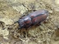 【WF1】カナリクラトゥスホソアカクワガタ(freygesseneri)幼虫　3頭セット