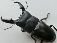 パラワンオオヒラタクワガタ
