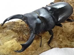 シェンクリングオオクワガタペア