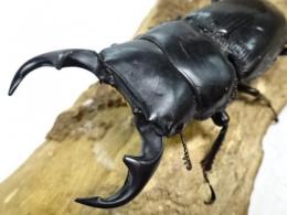 【WF1】パラワンパリーオオクワガタ幼虫　3頭セット
