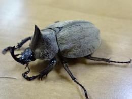 【WF1】バックレイビロードヒナカブト(コフキカブト)幼虫　3頭セット