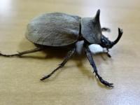 【WF1】バックレイビロードヒナカブト(コフキカブト)幼虫　3頭セット