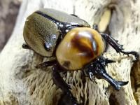 【WF1】ヨツボシヒナカブトペア(褐色紋タイプ)