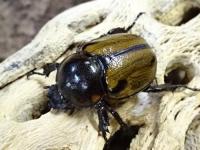 【WF1】ヨツボシヒナカブトペア(褐色紋タイプ)