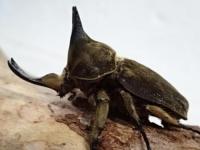 ベルティペスエボシヒナカブト(コフキカブト)幼虫