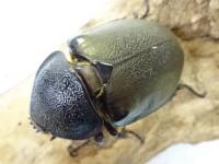 【WD】アトラスオオカブトペア
