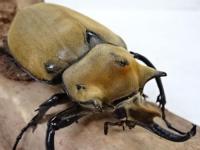 イイジマゾウカブトペア