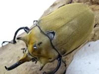 イイジマゾウカブトペア