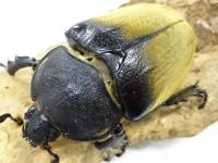 イイジマゾウカブトペア