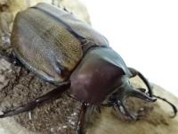 マルガリータヒナカブト(オオカラカネヒナカブト)ペア