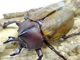 マルガリータヒナカブト(オオカラカネヒナカブト)ペア