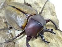 マルガリータヒナカブト(オオカラカネヒナカブト)ペア