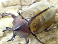 マルガリータヒナカブト(オオカラカネヒナカブト)ペア