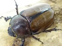 マルガリータヒナカブト(オオカラカネヒナカブト)ペア