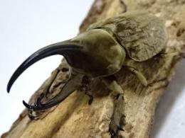 グランディスビロードヒナカブト(コフキカブト)幼虫